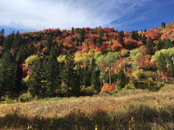 Eagle's Nest Ranch: 75 Perimeter Drive, Alta, WY 83414